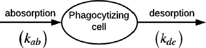 Diagram of a phagocytizing cell with an absorption arrow labeled k_ab entering and a desorption arrow labeled k_de leaving.